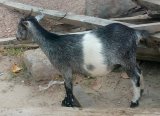 Court orders police to ascertain age of suspect in goat stealing case