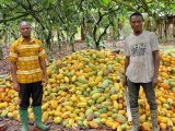 COCOBOD to open upcoming cocoa season earlier than usual – CEO