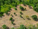 EU scientists warn against using foreign carbon credits to meet climate targets