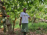 REDD+ initiative empowers Ghana’s cocoa farmers to protect forests and boost incomes