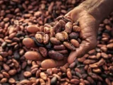 Minority slams government over ‘unfulfilled’ cocoa price promise