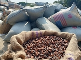 Cocoa price cut best policy decision to transform sector – Majority