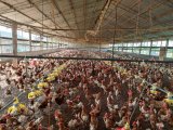 Ghana Veterinary Medical Association endorses Feed Ghana Programme