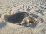 Support awareness campaigns to protect sea turtles – WHRO