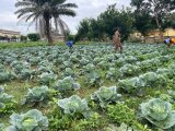 Sunyani Central Prison harvest first vegetables to support daily meals [Photos]