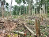 Ghana experiencing forest degradation largely by mining, not deforestation — Ghana Institute of Foresters