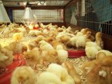 Poultry farmers demand structured working capital under government’s ‘Nkoko Nkitinkiti’ initiative