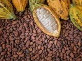 Cocoa barometer: Record prices but many farmers trapped in poverty