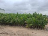 Mahama directs distribution of 3 million seedlings to coconut farmers across the country