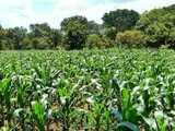 Ghana needs a 20-year agricultural transformation strategy – CAG