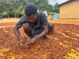 Many farmers are dissatisfied with new producer price; we expected more than GH¢3,228.75 – Cocoa (…)