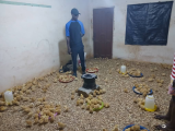 AAMUSTED and KIC begin poultry input distribution for young farmers