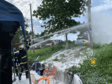 Fire Service clears swarm of bees near Cocoa Board Office in Effiduase