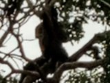 Suspected thief climbs tree to evade mob attack near 37 Military Hospital