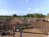 Cattle rustling, insecurity in the tri-border area of Burkina Faso, Cote d’Ivoire and Ghana