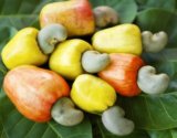 Unregulated cashew exports will sabotage 24-Hour Economy – ACPG warns