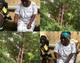 Fire Service rescues woman stranded atop avocado tree, residents accuse her of witchcraft