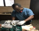 The Plight of Ghanaian Veterinary Doctors