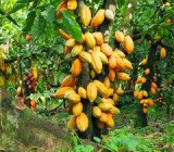 Cocoa farmers in Ahafo urged to halt climate-harming practices