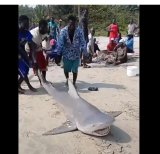 Biodiversity Officer urges protection of endangered species like sharks and dolphins