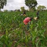 Is agriculture still the backbone of Ghana's economy?
