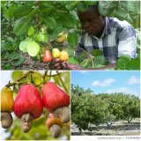 Mechanizing the cashew economy of Ghana to rake in more profits