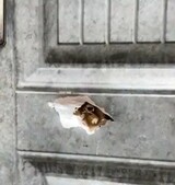 Ho mosque shooting incident: Police release 14 suspects from custody