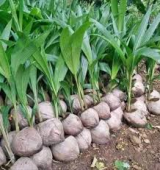 Gov’t launches 3m coconut seedling distribution initiative to boost agricultural jobs and revive (…)