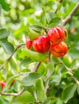 Ghana pilots first vitamin-rich Acerola plantation for economic and health benefits