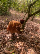 Cocoa farmers consider smuggling, land sales to illegal miners over three-month arrears