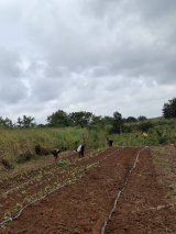 Mprumem farmers resist eviction from farmland