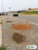 AMA Sanitation Court convicts 10 fishmongers for drying anchovies on road median; orders arrest of 7 others