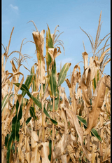 Choosing to move, choosing to adapt: How climate migration is reshaping culture