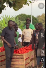 Gov’t buys tomatoes and onions from Asante Akim North farmers