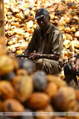Cocoa farmers urged to tolerate new prices as sector undergoes reforms