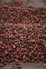 Keep politics out of cocoa: Farmers call for fair prices and devout hands at COCOBOD