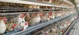 Farmers say bird flu a ‘crisis’ as egg prices soar