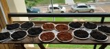Indigenous carbon-rich dark soil threatened by encroachment and poor farming practices in Ghana