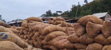 Asante Akyem North Onion farmers call on government to regulate imports