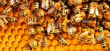 Bees disrupt BECE at Wa School for the Deaf