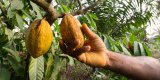 Govt increases producer price of cocoa from US$3,100 per tonne to US$5,040