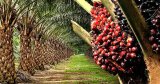 Government announces plans to cut oil palm import by $2bn