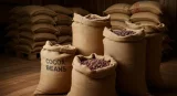 Ghana August cocoa arrivals quadrupled on early start to season