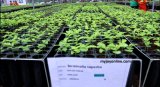 Largest indigenous tree nursery facility in Africa inaugurated at Bibiani