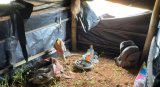 WR: Fetish priest allegedly providing guidance for illegal miners flees upon sighting (…)