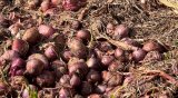 Onion Glut: Farmers in Anloga District bemoan huge losses