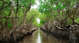 Ghana’s mangroves under threats – Hɛn Mpoano calls for urgent national rescue