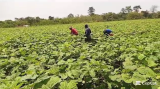 Asante Akyem South youth encouraged to take interest in agriculture