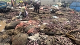 GH¢3.1 million in Onions Rot at Adjen Kotoku as Traders Face Total Ruin