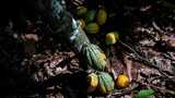 Ivory Coast considers cocoa price cut after Ghana